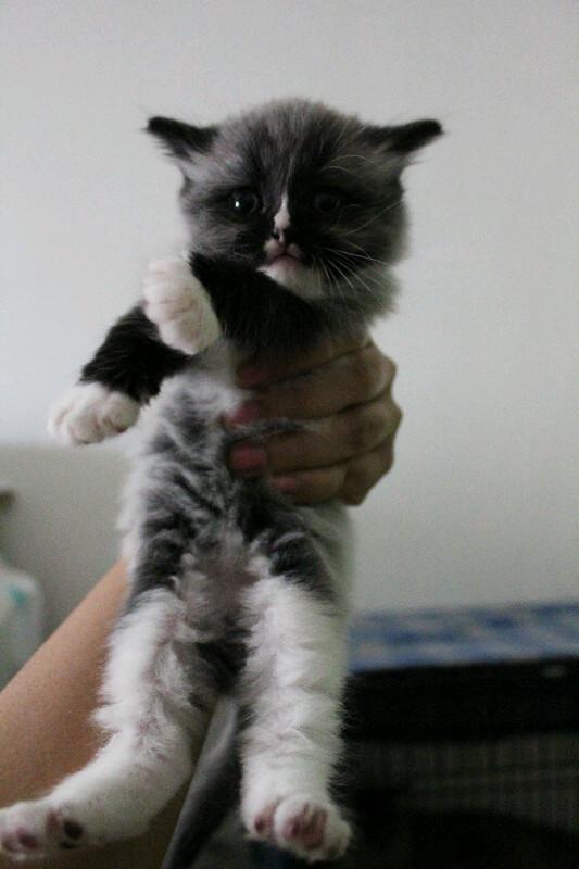 Kucing Hitam Putih Persia / Pada persia yang satu ini juga sering