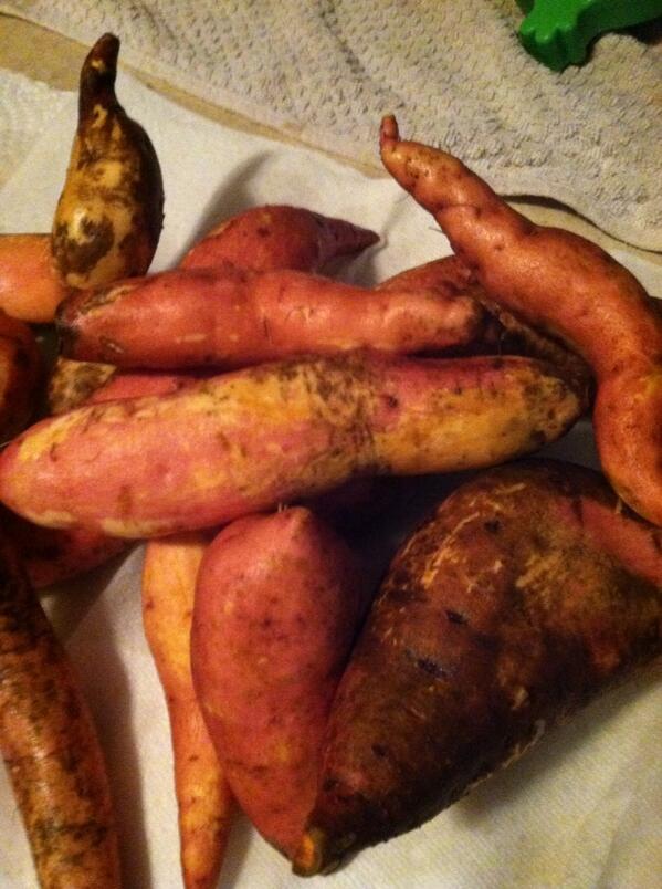 campbellchrista's tweet photo. Sweet potato chips coming your way 5th grade! First harvest for the school year:)! http://t.co/SaArwSc30N