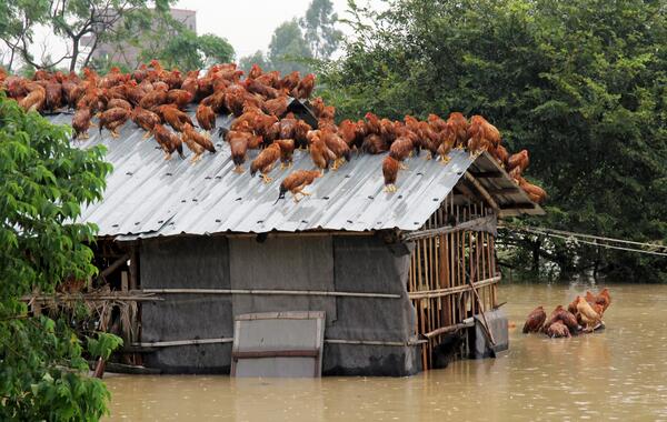 ConnectedChina's tweet photo. Chickens on the roof escaping rising floodwaters in Maoming, Guangdong province @reuterspictures http://t.co/q0Yav5j2Jw