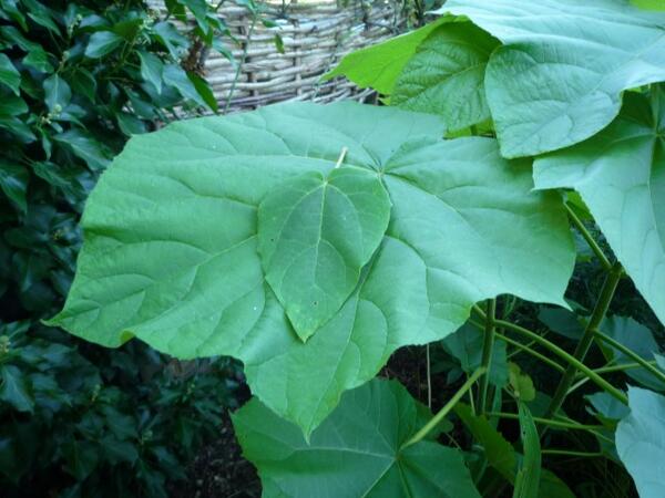 Coppiced Paulownia leaf versus ordinary one