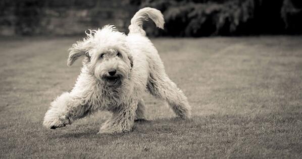 Yoghund's tweet photo. “In times of joy, all of us wished we possessed a tail we could wag.” ― W.H. Auden http://t.co/bsHEUImjp9
