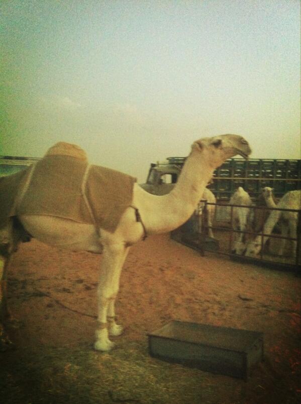 fahd_almutairi3's tweet photo. @mmh_tm 
كنق مطير المالك فلاح مزيد الحريص 
السن لقي
الأصل ولد كحيلان http://t.co/edsUnPRBil