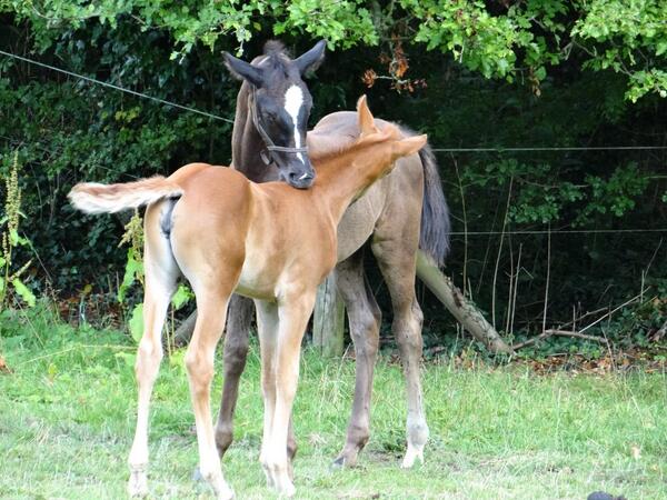 ManorStud's tweet photo. Buzz is a bit peckish #NomNom http://t.co/xkQXeyAxzZ