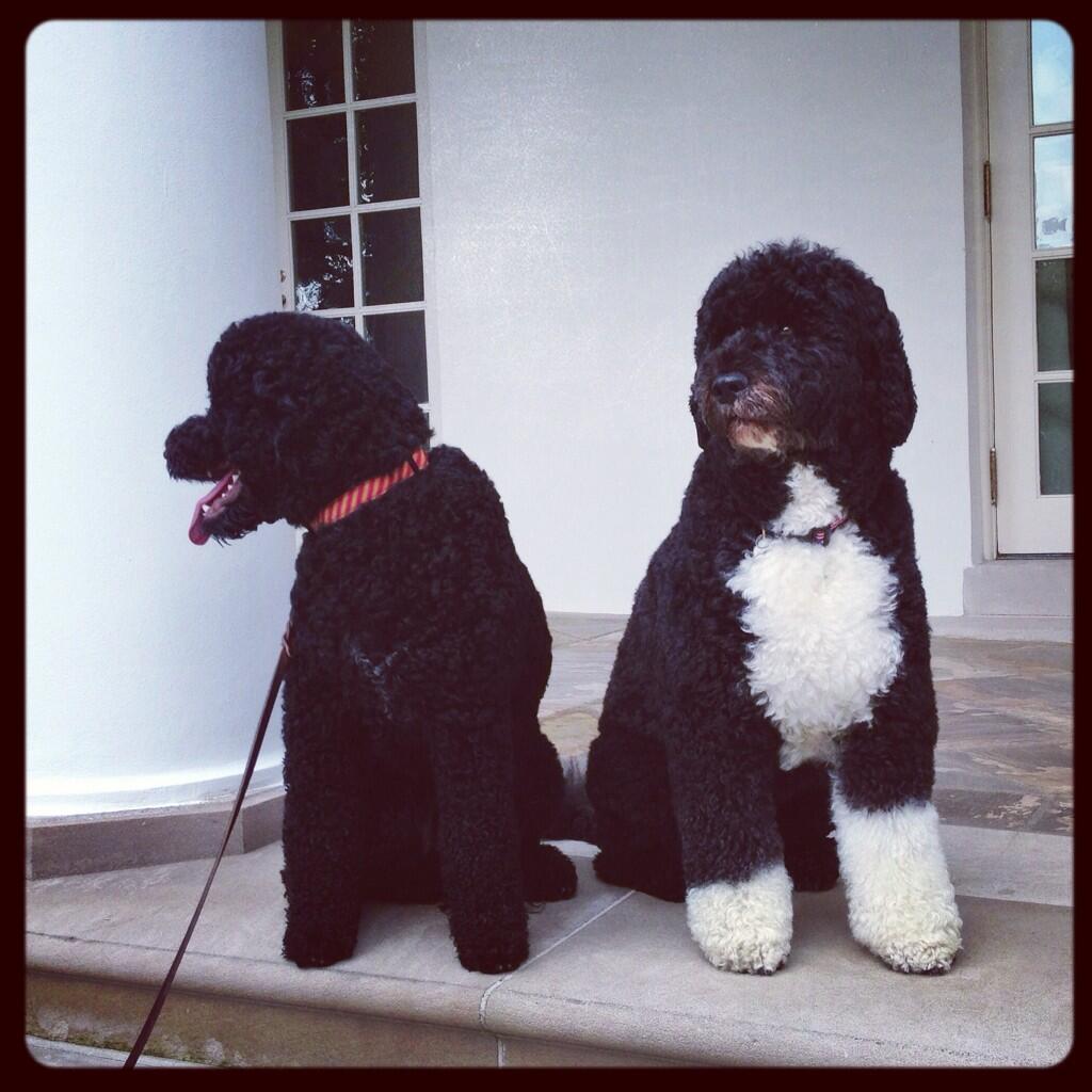Line Holm On Twitter Big News Obama Familien Har Faet En Hund Mere Meet Sunny Obama Rt Petesouza Instagram Of Sunny And Bo Just Now Http T Co Ic0h16p3cd