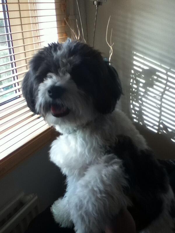 Faye Vicary Higgs (@vixy1977) on Twitter photo 