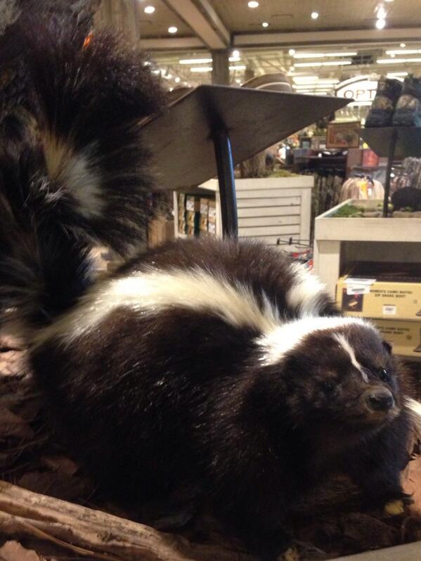 jpiatt1's tweet photo. Why do they have to be so stinky? They're cute! #lifesamystery http://t.co/NplYLezO9V