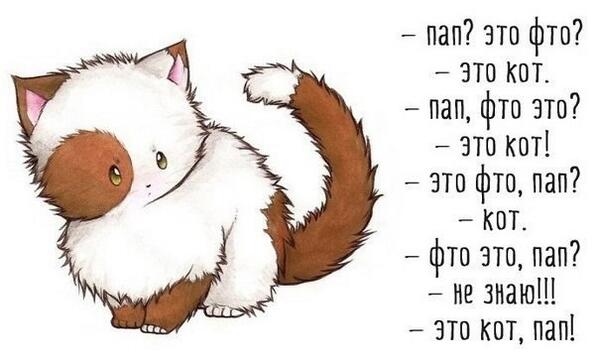 ...CAT... (@kevin1dkiss) on Twitter photo 