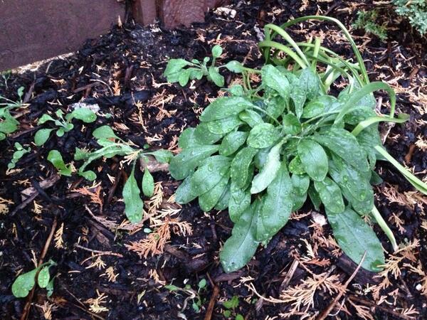 @gardenknowhow what is this flower/plant that is growing in my border? It appears to be spreading #newtogardening