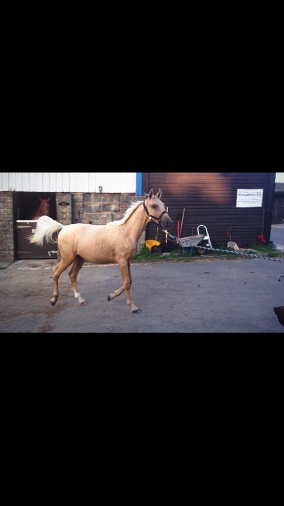 MissCPRobinson's tweet photo. My amazing stunning little horse!!! http://t.co/RyQrk8Xn3r