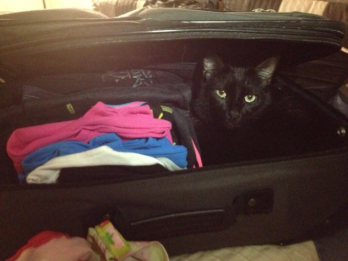 I had a stowaway in my bag last night while I was packing. #FurbabyProblems http://t.co/jtUcq5amsG<a href="/tag/furbabyproblems"class="tags"><span>#furbabyproblems</span></a>
