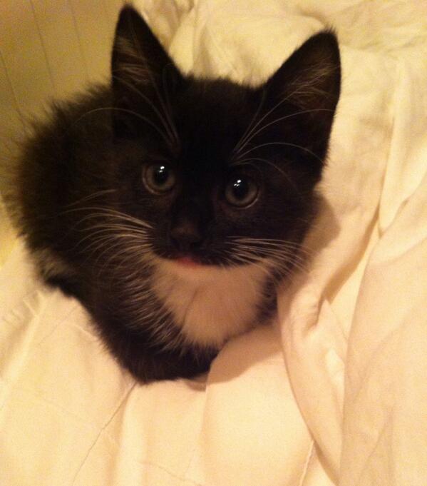 daniellevnos's tweet image. slapen met dit dondersteentje 💕