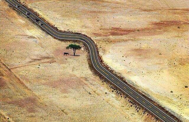 Le dernier arbre