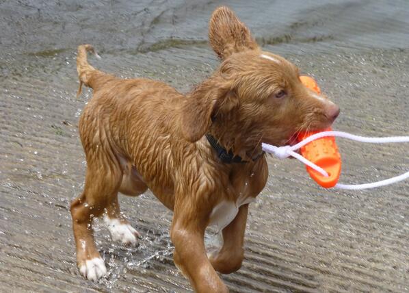 Matt_OSLC's tweet image. Soon to be duck dog! #CabelasCanine