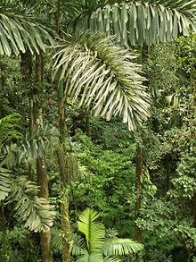 missHOTRODqueen's tweet photo. Ini dia socratea exorrhiza alias the walking palm; pohon yg bisa jalan sendiri Kok bisa? Baca http://t.co/kuZhyb5vEB http://t.co/ptcF2n1h3X