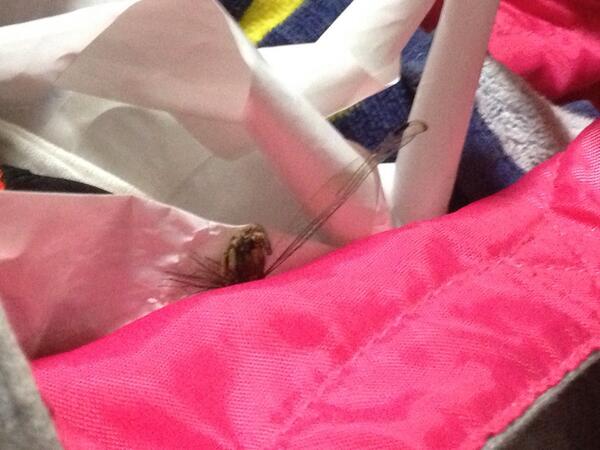 tadaima22's tweet image. 高松帰ってきたぜー！！今回の帰省で一番笑ったのは、妹が鞄の中にトンボ連れて帰ってきてたこと！田舎の本気を見たわ