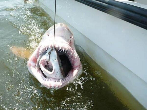 IFLScience's tweet photo. A small dogfish shark nabbed the bait on a fishing line and was immediately swallowed whole by a larger tiger shark! http://t.co/QuAbpLnnNY