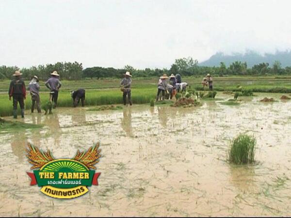 Farm Channel (@FarmChannel) / Posts / X