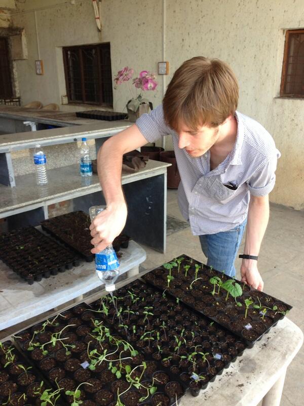 CRHPJamkhed's tweet image. Growing, growing, growing! #kitchengarden #organicfarming #internprojects