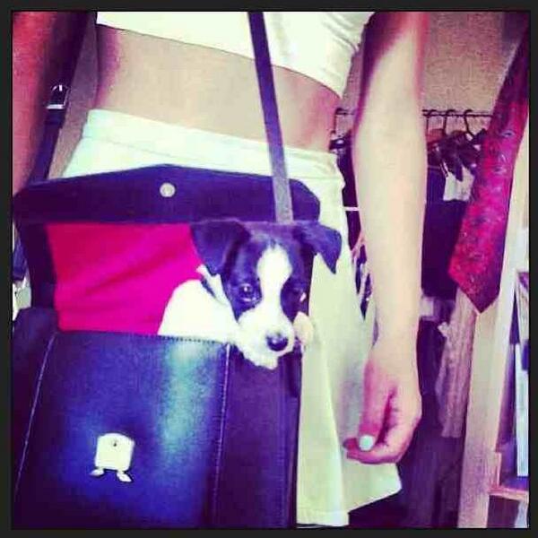 KnomoLondon's tweet image. The lovely @DanniMenzies with her new Knomo Oldbury! It holds your iPad, or of course your pup ;) #StyleThatWorks