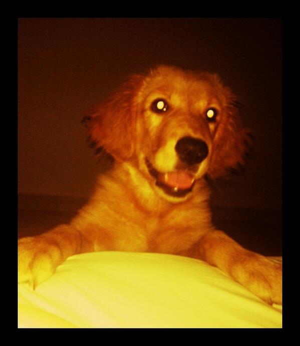 PriKarine_'s tweet photo. Acoooorda maae! Ta na horaaa! Kkkkkk #Linda #Mel #amor #golden http://t.co/DXxSWOFMNX