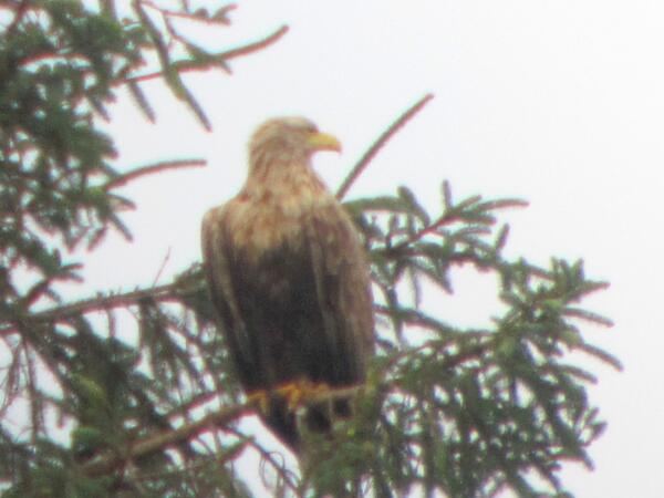 RT @bairdtravels: <a href="/MullAndIona/">Mull & Iona</a>  Sea Eagle Mull 2012  < --- Brilliant shot thanks