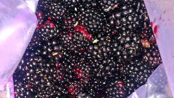 BreadActually's tweet image. Blackberrys picked ready to use in a recipe #forage #freefood #blackberrypickingloveliness