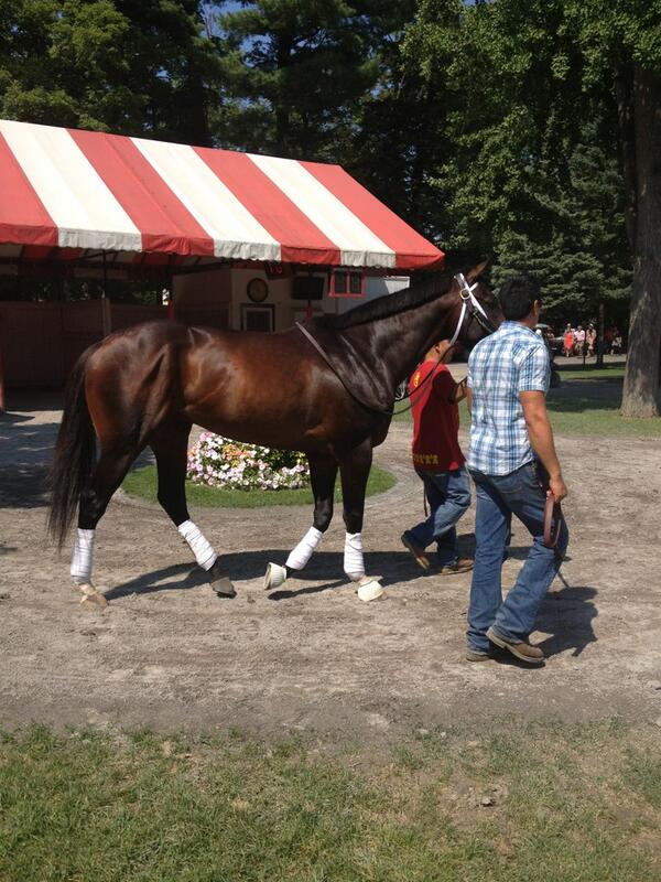 Verrazano drew #3 for the Travers and will be ridden by Johnny V! Good luck to all, picture of big V schooling.
