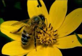 SNMJAZZ's tweet photo. You see it as a bee making hone I see it as a flower getting raped http://t.co/D9l7aWM3IR