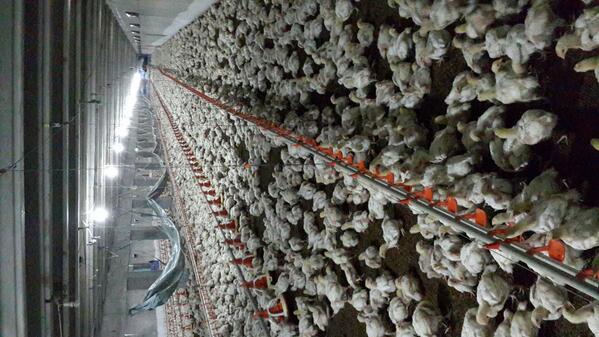 PakistanPoultry's tweet photo. Day 22 of flock, everything going great so far. Rates are up &amp; only 20 more days to go. http://t.co/QxJzNFbx6h