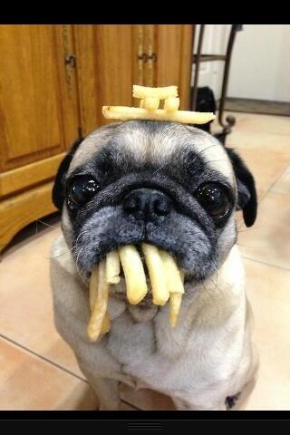Laccro1's tweet photo. Zo'n hond wil ik ook!! http://t.co/g3JsQ2qv6D