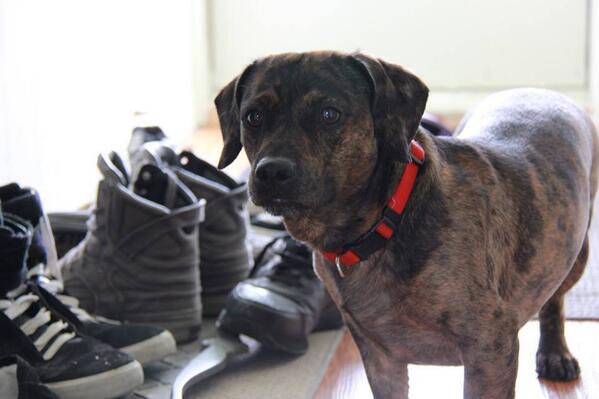 MaximumGang's tweet image. #DJANGO!