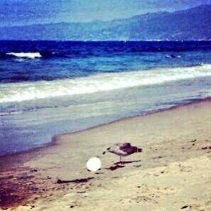 GranitoSM's tweet photo. Bay St. #SantaMonica #beach #seagull eating #styrofoam #thinkbeforeyoutrash #createawareness http://t.co/2eISaZtfZ4