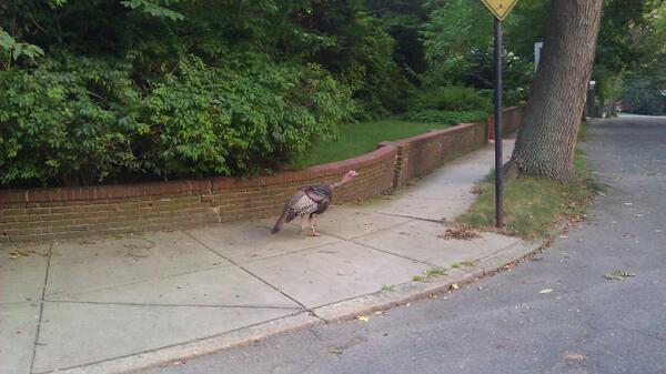 coolcorn's tweet image. turkey sighted at Ivy and Chilton
