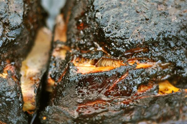 RideFiConnected's tweet photo. RT @DRSmokehouseBBQ: @foodtrkinvasion Heading to #WellingtonFL tonight DR Smokehouse will have the real deal #BBQ. http://t.co/c6bn116up6