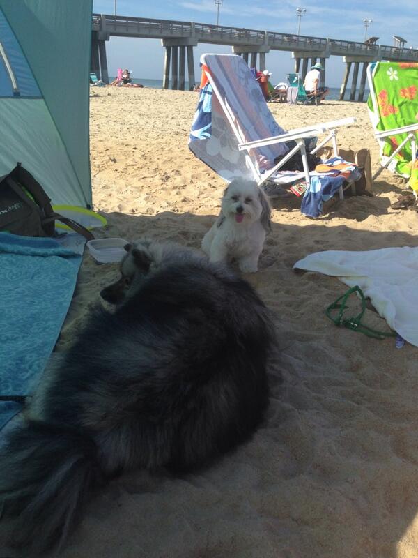 GayTed's tweet photo. Enjoyed another beautiful day in OBX and made a new friend with whom I shared my tent. #NagsHead #DogDayAfternoon http://t.co/DoKDZMlgGM