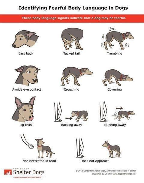 MyDogSit's tweet image. Identifying fearful body language in #dogs #bodylanguage #understandingyourdog