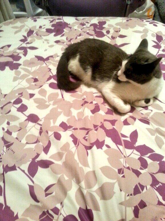 mflickemaMMF's tweet image. Jazzy...loves to take up the whole damn bed #scaredofthunder #scaredycat