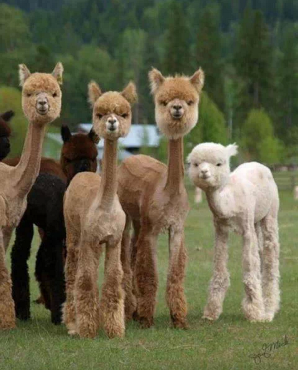 ozqerella's tweet photo. Freshly shorn Alpacas! #2keyoot #ChuLookinAtFoo #RickRossBeard http://t.co/lcZ7YiD0NW