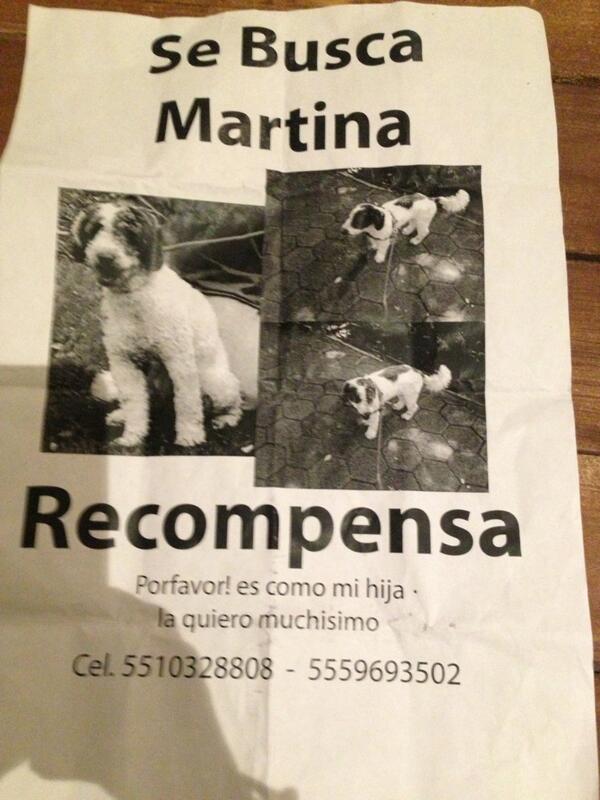 danigtzponce's tweet photo. @lopezdoriga plis ayúdame a rtw s m perdió perrita Martina en roma condesa y la vieron zona rosa es blanca c café http://t.co/nVZyezjwSt