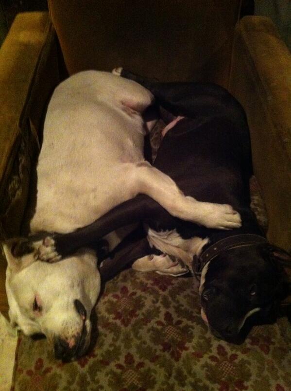 frankymostro's tweet photo. ZzzzzzzzzzzzzzZZZZZZZzzzzzzzzzzz http://t.co/pqf21gj8mY
