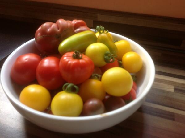 gardeneroftoms's tweet photo. Love my tomatoes http://t.co/Ar4uY1fVqE