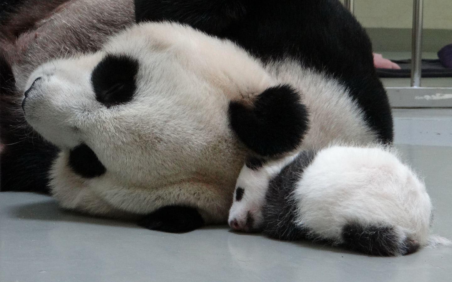 Панда детеныш спит
