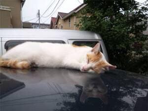 真夏の心霊写真bot 車の上の猫 Http T Co Xkisewbfse 真夏の心霊写真bot 車の上の猫 Http T Co Xkisewbfse