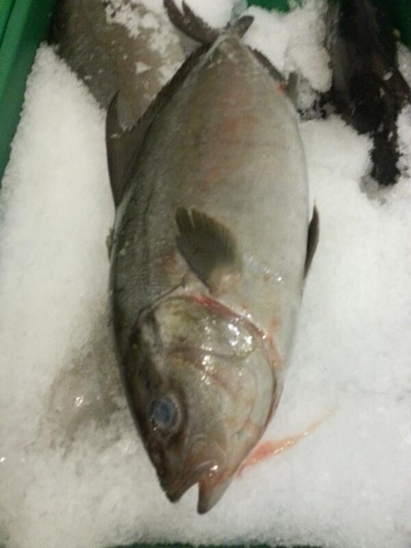 Kona kampache.... amazing see picture.  Wild king ivory and marble salmon, puppy drum, and 1# red mullet are back!