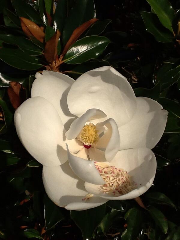 Hunter_Trees's tweet image. Little Gem Magnolia greets a beautiful day! #cooltree