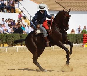 "El jinete sólo puede estar satisfecho cuando el caballo ama su trabajo"