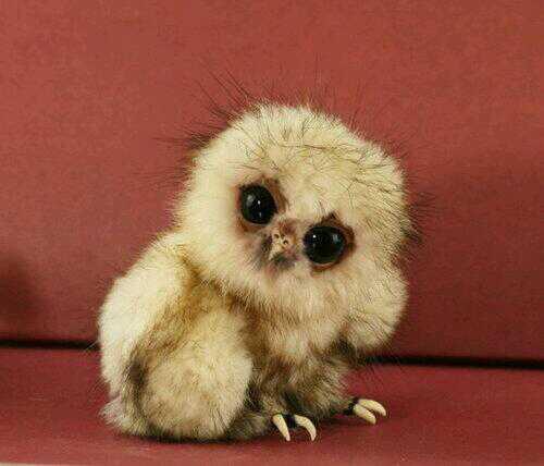Bebes Animaux Bebe Chouette Http T Co N3kfgjkhcy
