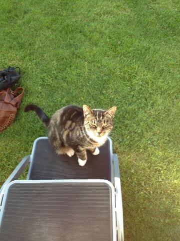 jmbaconn's tweet photo. Caravan cat visitor! http://t.co/FcVoH2Zpeg
