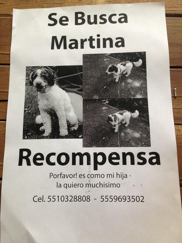 danigtzponce's tweet photo. Ayúdenme a encontrar a mi perrita Martina :( http://t.co/cT7HnSjZNQ