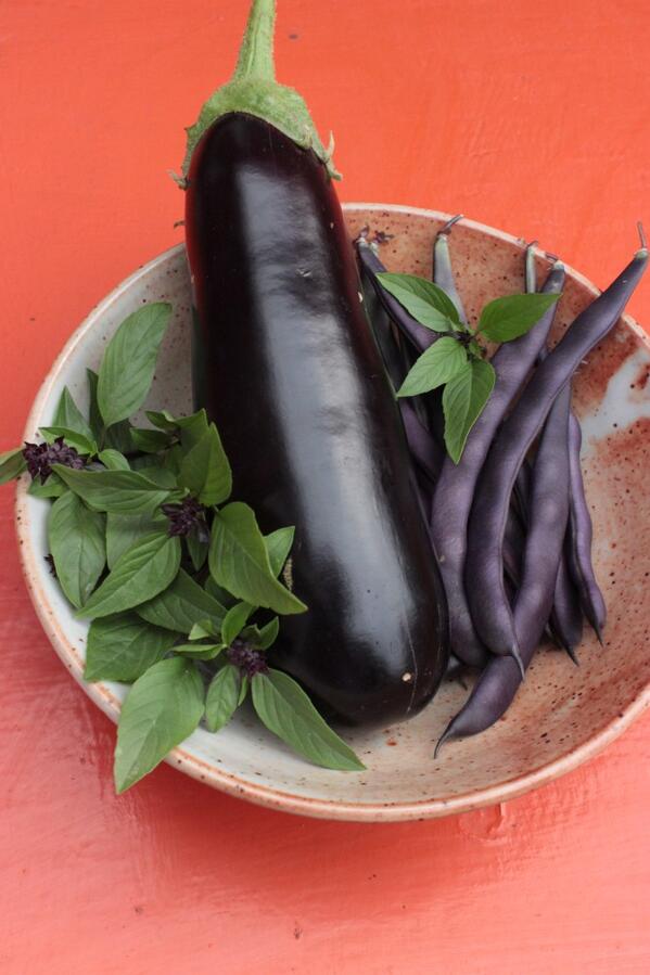NHCnews's tweet image. Today's purple pickings! (The concord grapes are starting to ripen, so soon even more purple bounty :-)